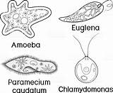 Paramecium Unicellular Organisms Amoeba Euglena Caudatum Chlamydomonas Proteus Viridis Protozoa sketch template