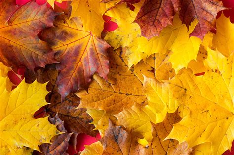 ideas  coloring autumn leaves images