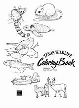 Texas Horned Lizard Wildlife sketch template