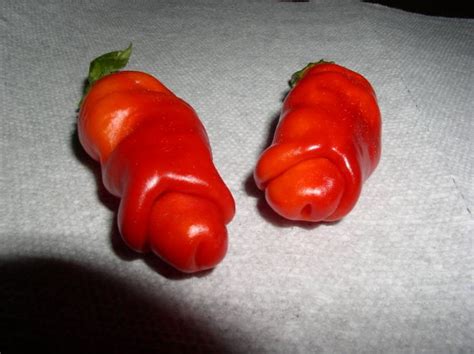 103 oddly shaped fruits and vegetables that will make you look twice bored panda