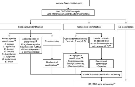 Algorithm For The Identification Of Gram Positive Cocci In Routine