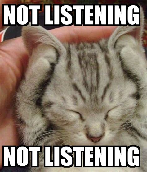 Not Listening Not Listening Funny Cute Cats Funny Cat Memes Cute