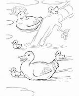Ducks Colorir Kaczka Kolorowanki Seus Dzieci Pato Pata Desenhos Filhotes Stagno Nello Anatre Papere Paperelle Germano Anatroccolo Patos Reale Patinha sketch template