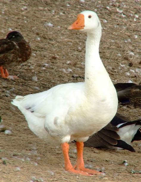norwegian white goose geese breeds goose animals photography