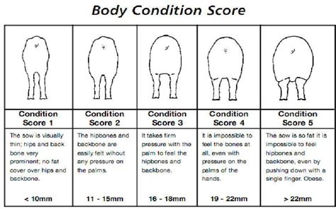 body condition score
