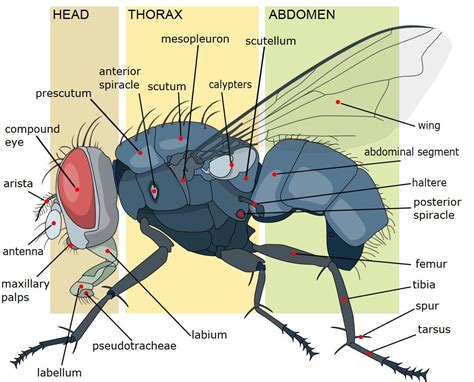 house fly anatomy insect anatomy anatomy insects