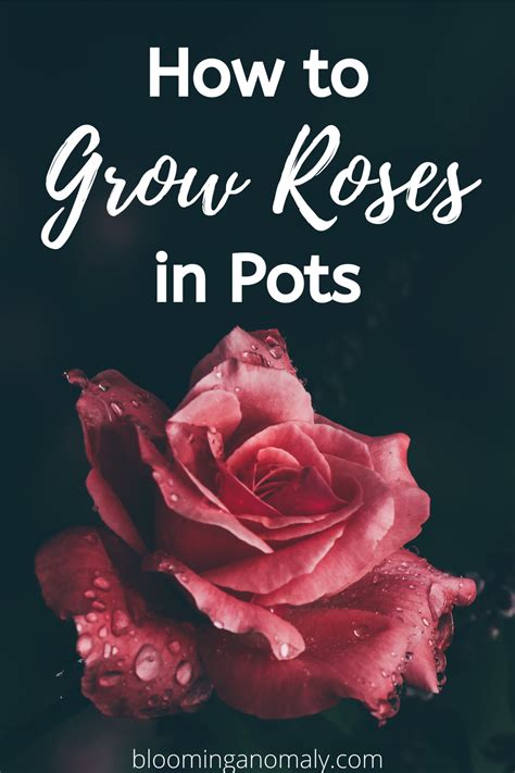 grow roses  pots   growing roses hybrid tea roses