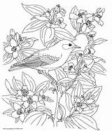 Colouring Birds Printable sketch template