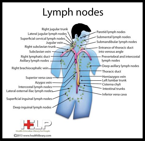 Lymph Nodes