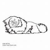 Pekinese Coloring Dog Pages Index Own Color sketch template