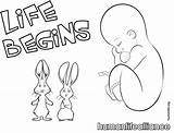 Coloring Life Pages Pro Begins Humanlife sketch template