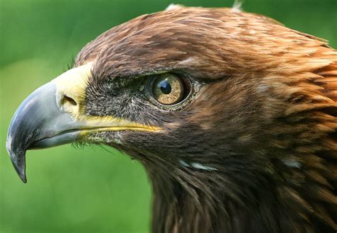 golden eagles american eagle foundation