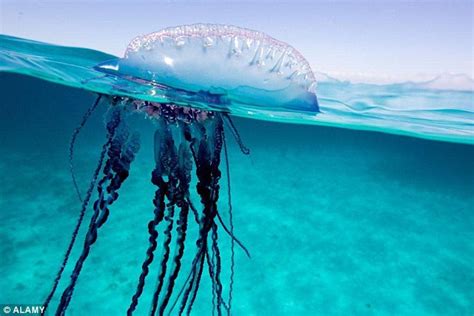 big wobble  biggest  invasion  potentially fatal jellyfish  creatures