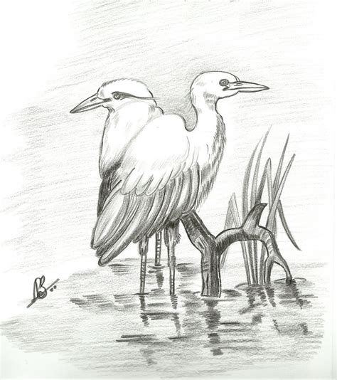 varnavismayam  pencil drawings  birds