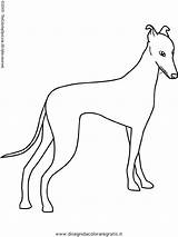 Greyhound Galgo Whippet Windhund Levriero Colorier Hound Printables Disegnidacoloraregratis Cani sketch template