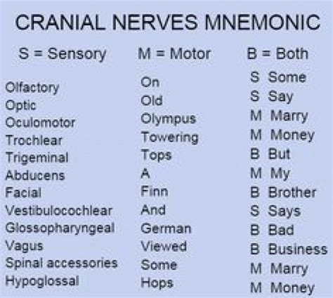cranial nerves mnemonic  craniosacraltherapy craniosacral therapy