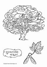 Tree Sycamore Colouring Coloring Trees Pages Print Leaf Drawing Activityvillage Book Choose Board Village Activity sketch template