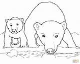 Polar Bear Coloring Pages Baby Cub Bears Mother Drawing Animals Cute Printable Express Arctic Cola Mom Coca Curious Color Animal sketch template