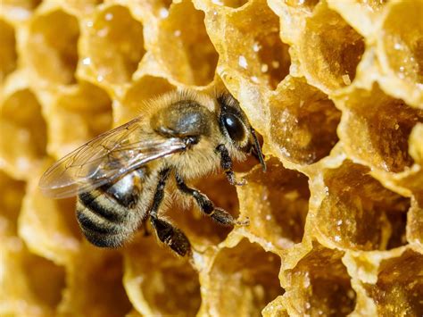 bees  honey   hive   pot  science