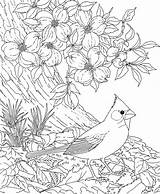 Cardinal Dogwood Coloring Flower Pages Bird Carolina North Red Birds Blossom Drawing Printable Cherry Tree Flowers State Adult Sheets Color sketch template