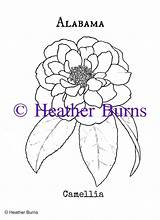 Camellia Coloring Flower Designlooter Alabama State sketch template