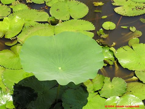 Water Lilies