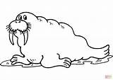 Walrus Coloring Cartoon Pages Clipart Printable Clip Library Large sketch template