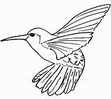 Hummingbird Clipartmag sketch template