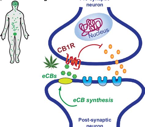 Biological Processes Affected By Cannabinoid Exposure A The Active