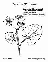 Marigold Coloring Marsh Flower Drawing Getdrawings Exploringnature sketch template