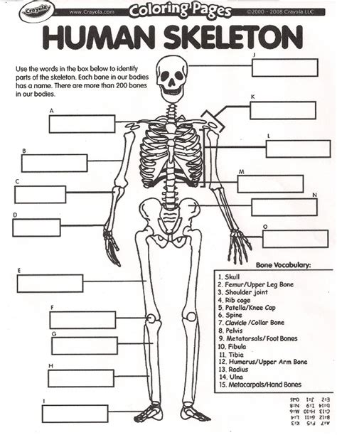 worksheets skeletal system