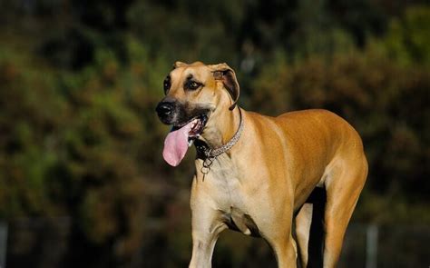 great dane colors  complete list    recognized variations   dogs