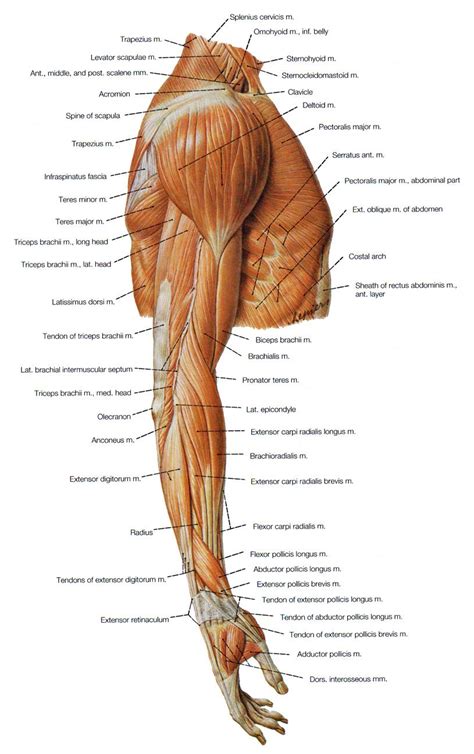 muscle   arm massage therapy pinterest arms anatomy  muscles