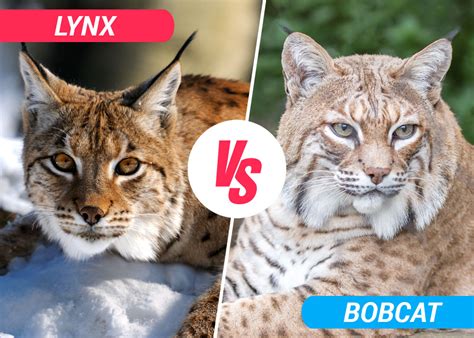 Lynx Vs Bobcat Best Difference