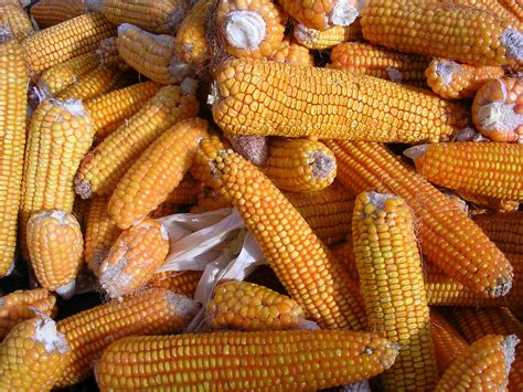 yellow corn  photo  freeimages