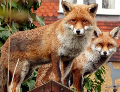 man calls police over foxes having abnormally long sex in garden world news