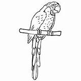 Parrot Coloring Pages Billed Thick Color Cute Toddler Will sketch template
