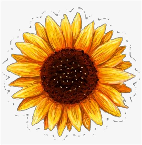 printable sunflower