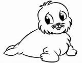 Lobo Marino Seal Galapagos sketch template