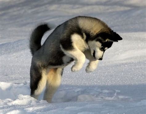 jumping husky husky problemscom