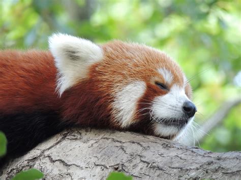 skyenimals  animal blog  kids   heard  red pandas