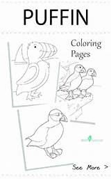 Puffin Coloring Pages Getcolorings Getdrawings Printable sketch template
