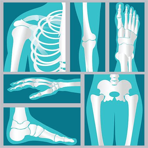 best human leg illustrations royalty free vector graphics and clip art