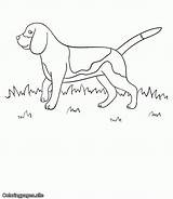 Beagle Coloringpages Traceable sketch template