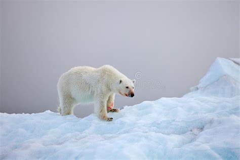 polar bear  iceberg stock image image  spitsbergen
