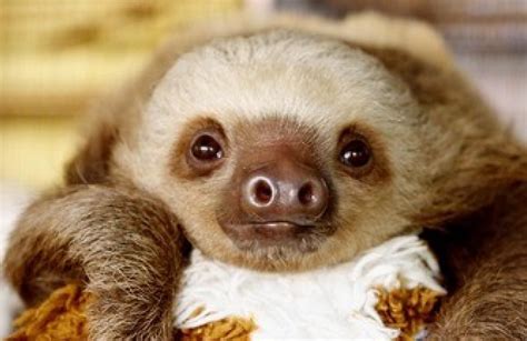 cutest sloth   celebrate sloth week  green planet