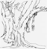 Eucalyptus Tree Drawing Getdrawings sketch template