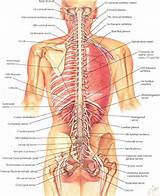 The Spine Is On The Side Of The Body