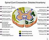 Images of The Spinal Cord Is Continuous With The