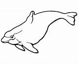 Porpoise Torpedo Bulbous Dolphins Clipartmag Skip Main sketch template